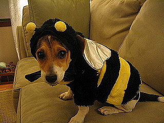 Pet Pics on Petsugar 2008-06-26 08:00:32